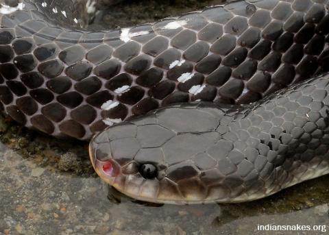 Common Krait (1 of 1)-4