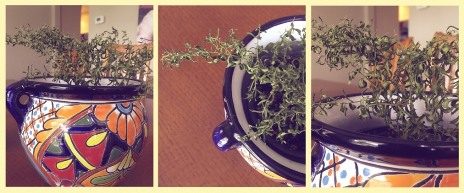 Birthday Plant Disaster WEB